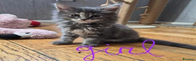 Maine Coon 6