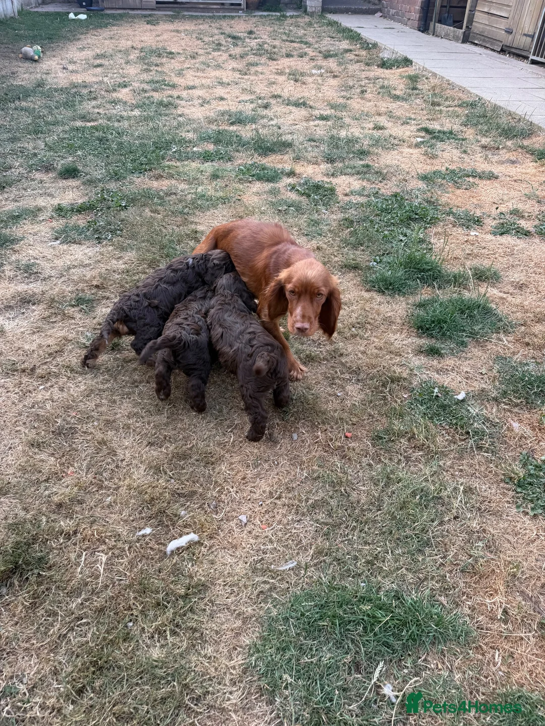Lagotto Romagnolo dogs for sale: Lagotto Romagnolo x cocker  - Advert 2