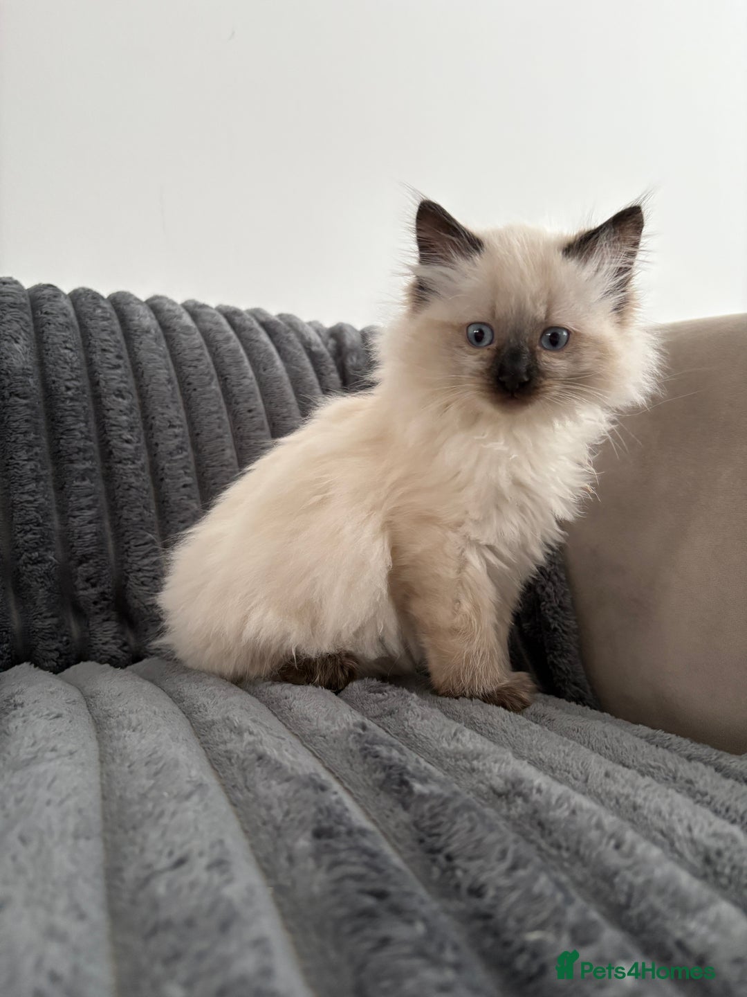 Ragdoll cats for sale: 2 Ragdoll Kittens left 🐾🤍 READY TO LEAVE NOW! - Image 14