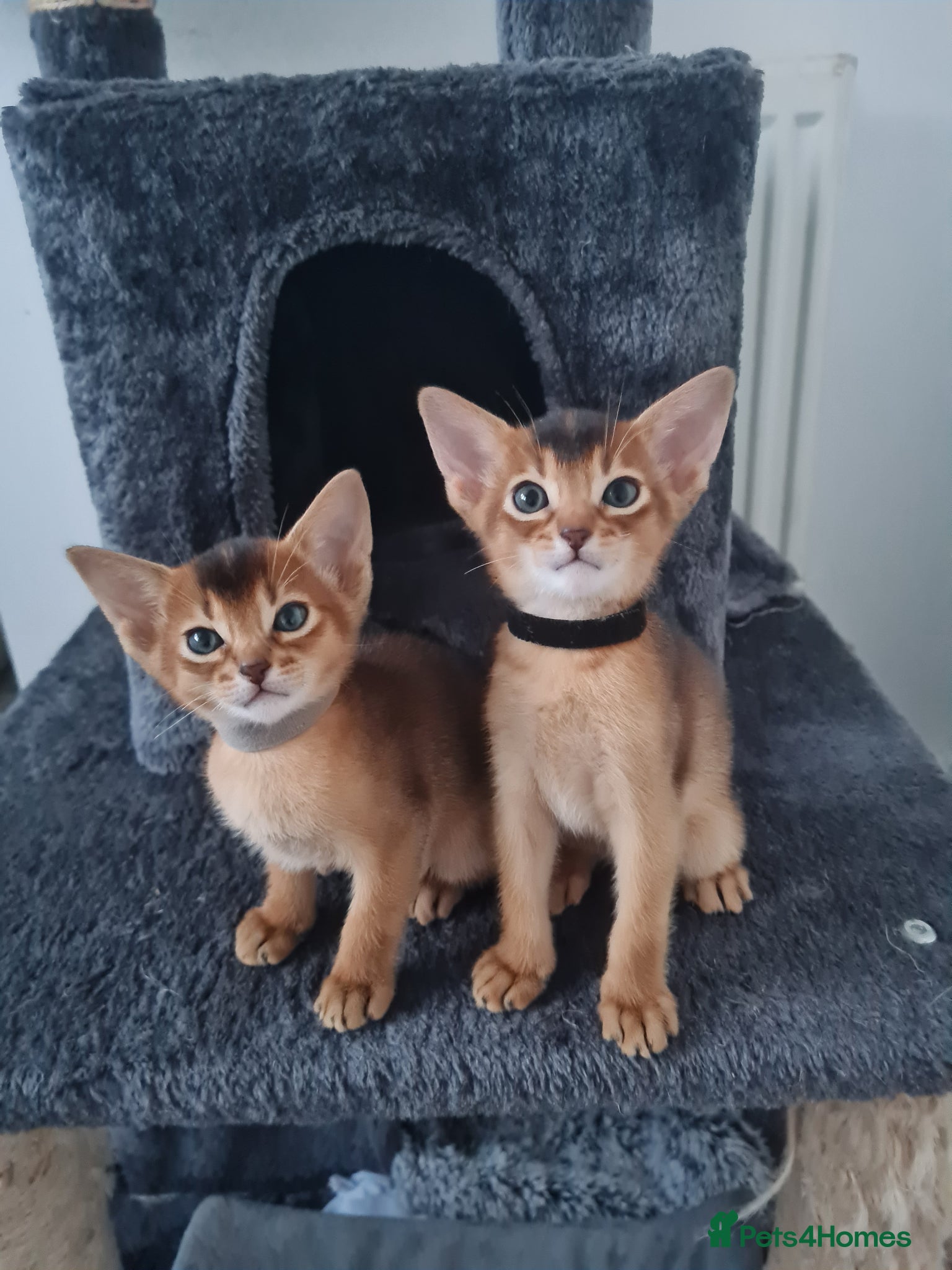 Abyssinian cats LAST TWO BOYS,champion line Abyssinian kittens🎖 - Advert 2