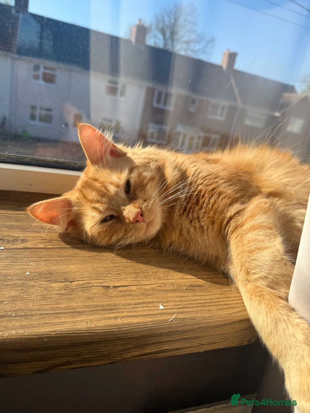 Siberian cats for sale: Apollo  - Advert 1