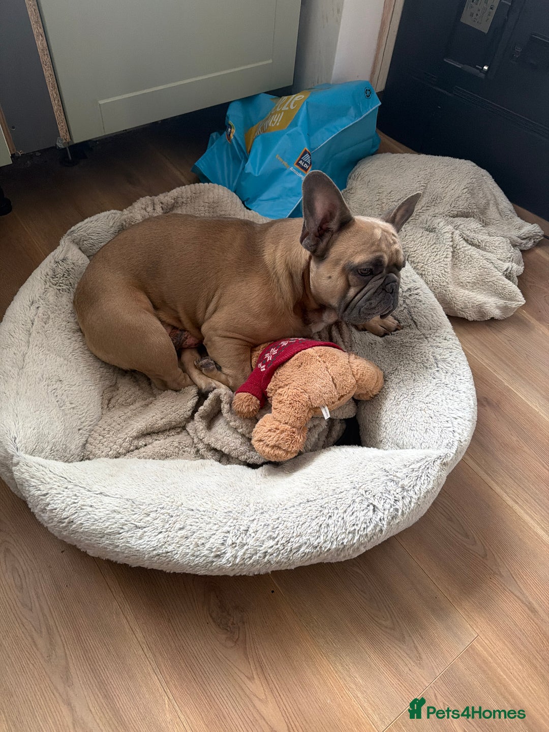 French Bulldog dogs for sale: Male frenchie - Advert 2