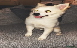 Pomeranian dogs for sale: Honey  - Image 2