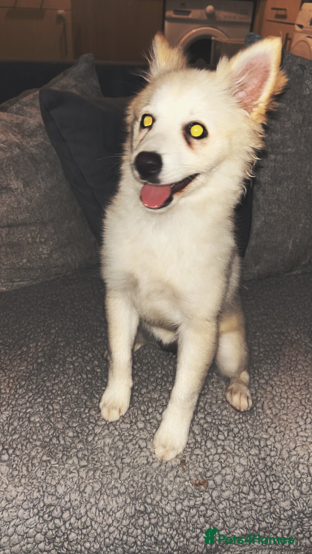 Pomeranian dogs for sale: Honey  - Image 2