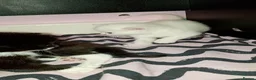 Mixed Breed cats for sale: 3 cute kittens looking for their forever homes - Advert 6