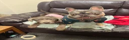 Labrador Retriever dogs for sale: Beautiful 7-Month-Old Silver Labrador Puppy - Advert 3