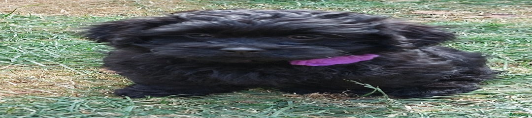 Purple Girl