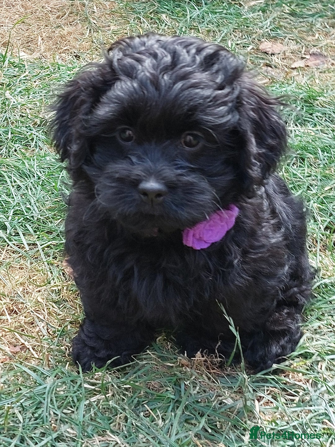 Mixed Breed dogs for sale: Poodle-Pekingese (peekapoo) pups - Image 4