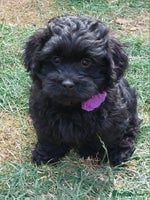 Mixed Breed dogs - Advert 1