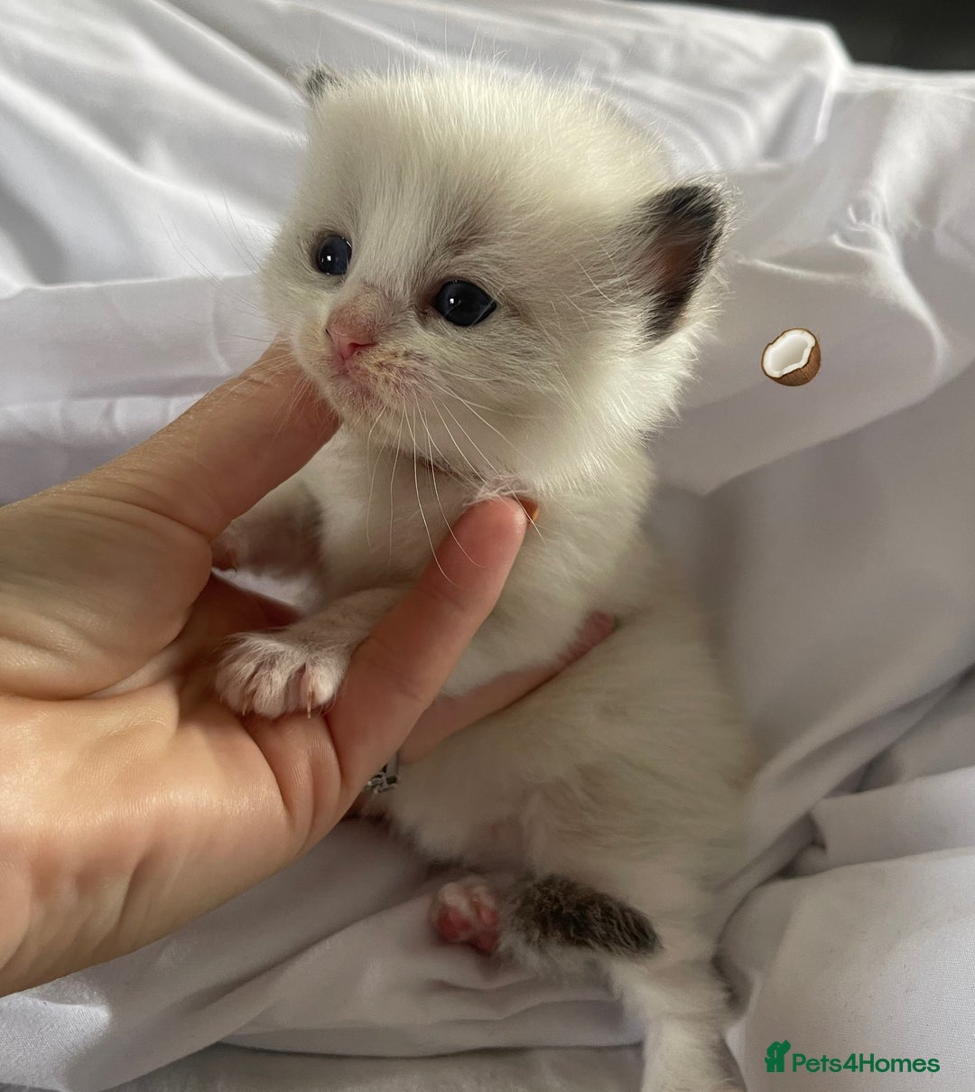 Ragdoll cats for sale: ✨Ragdoll Kittens Available – European Lines ✨ - Image 25