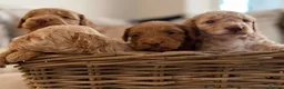 Cockapoo dogs for sale: ⭐⭐OUTSTANDING COCKAPOO PUPPIES⭐⭐ in Melton Mowbray - Advert 14