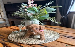 Cockapoo dogs for sale: Toy Cockapoo Puppies, Family Raised, Sweet Natured - Image 2