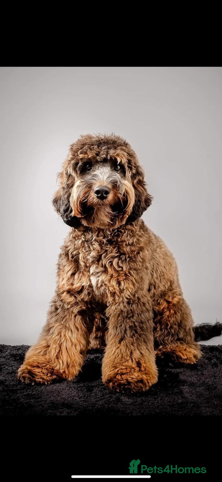 Mixed Breed dogs CHAMPION COCKAPOO - Advert 8