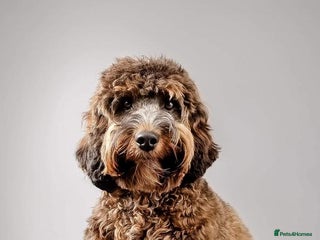 Mixed Breed dogs CHAMPION COCKAPOO - Advert 1
