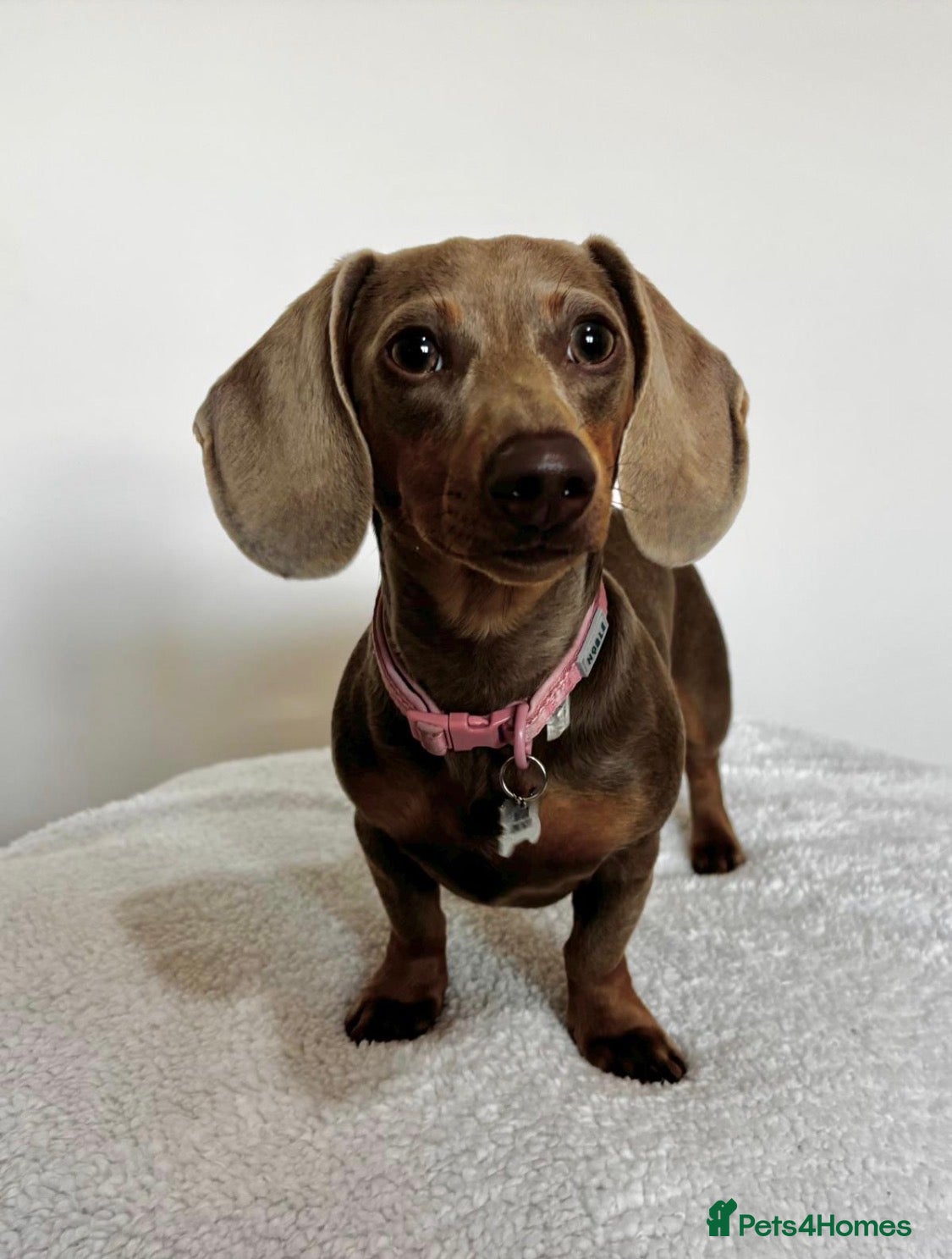 Miniature Dachshund dogs KC Registered Minature Dachshund puppies for sale - Advert 2