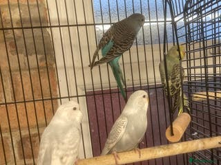 Budgerigars birds Baby budgies for sale - Advert 14