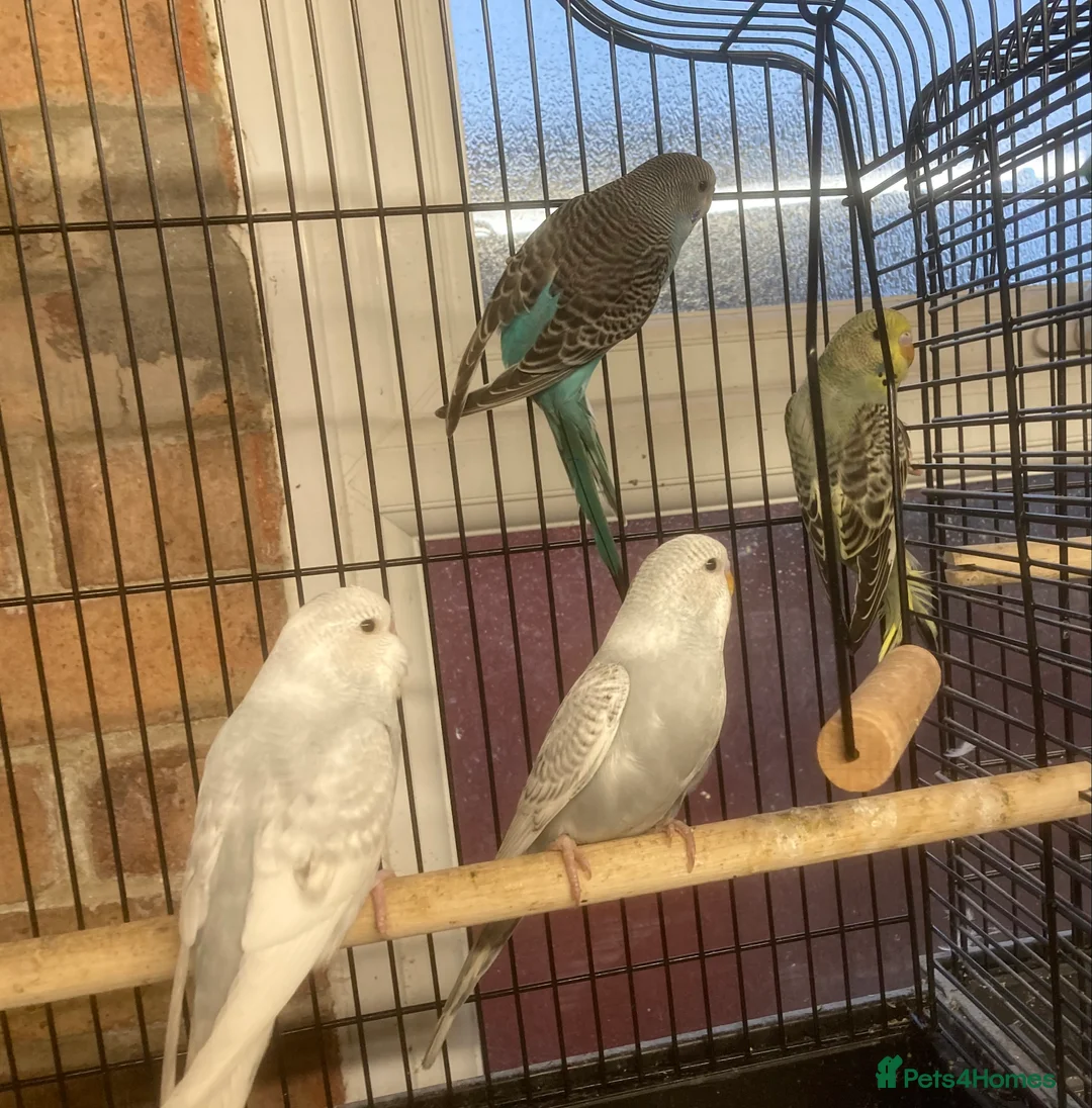 Budgerigars birds for sale: Baby budgies - one left  - Advert 1