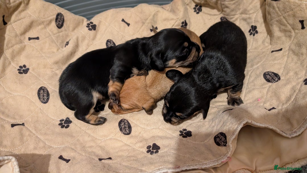 Mixed Breed dogs for sale: 3 beautiful male miniature dachshunds mix - Advert 10