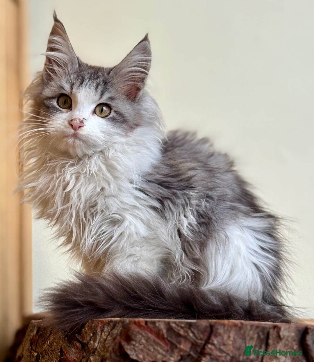 Maine Coon cats for sale: Beautiful pure bread maine coon kittens  - Image 22