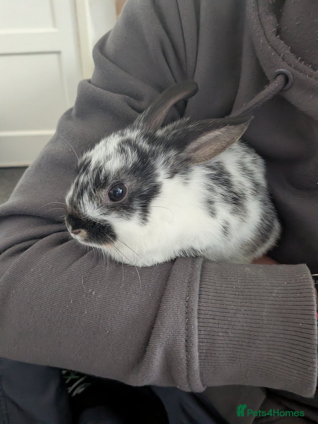 Mixed Breed rabbits for sale: Baby rabbits  - Advert 6