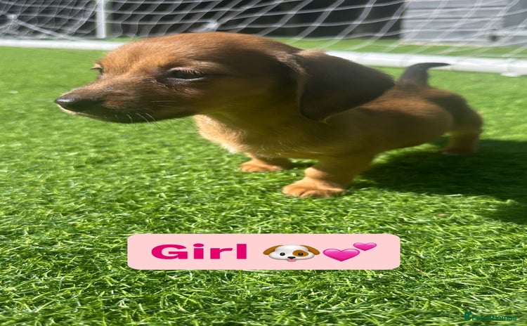 Jack Russell dogs - Advert 16