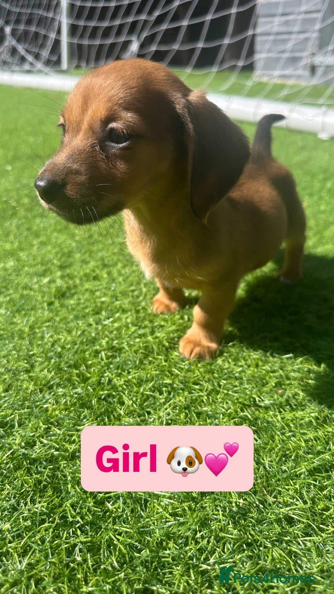 Jack Russell dogs for sale: Jack RussellxMini Dachshund ready to leave NOW 🏠 - Image 1