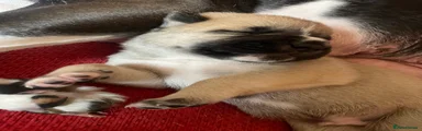 Brown male