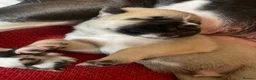 Mixed Breed dogs for sale: 4 Beautiful Akita X Staff pups 3 Male 1 Female in Grimsby - Advert 14