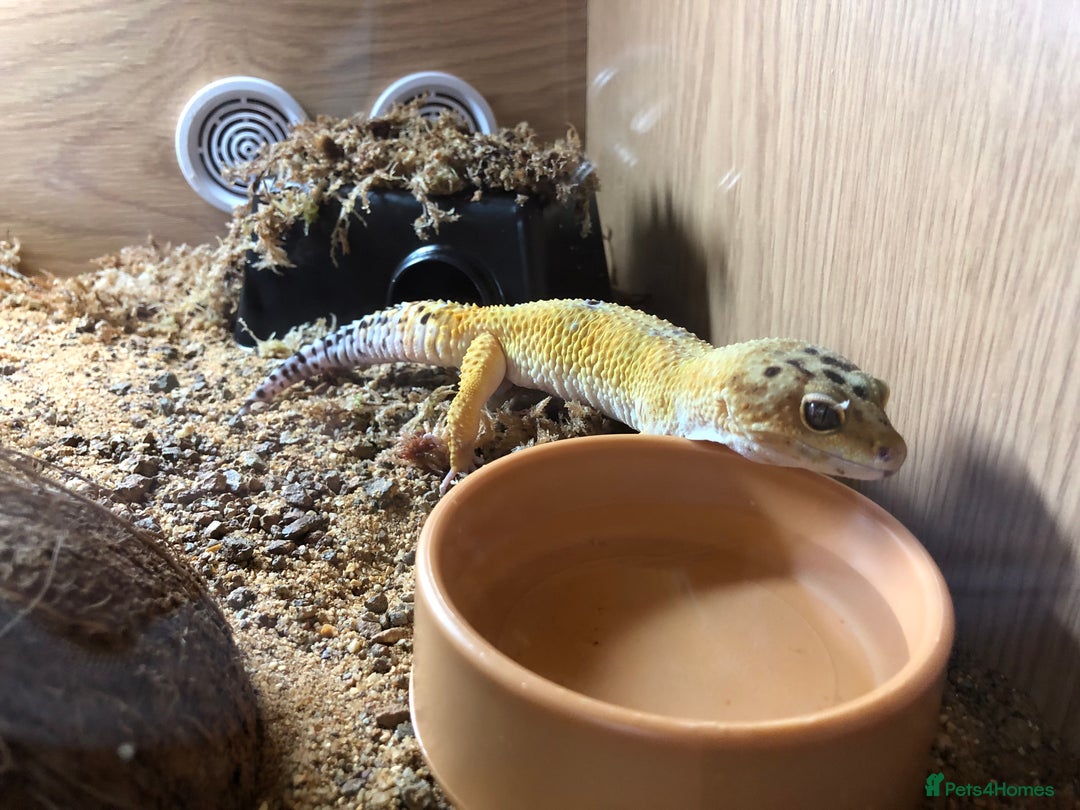 Leopard Gecko reptiles for sale: Leopard gecko and enclosure  - Image 1