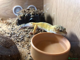 Leopard Gecko reptiles - Advert 4