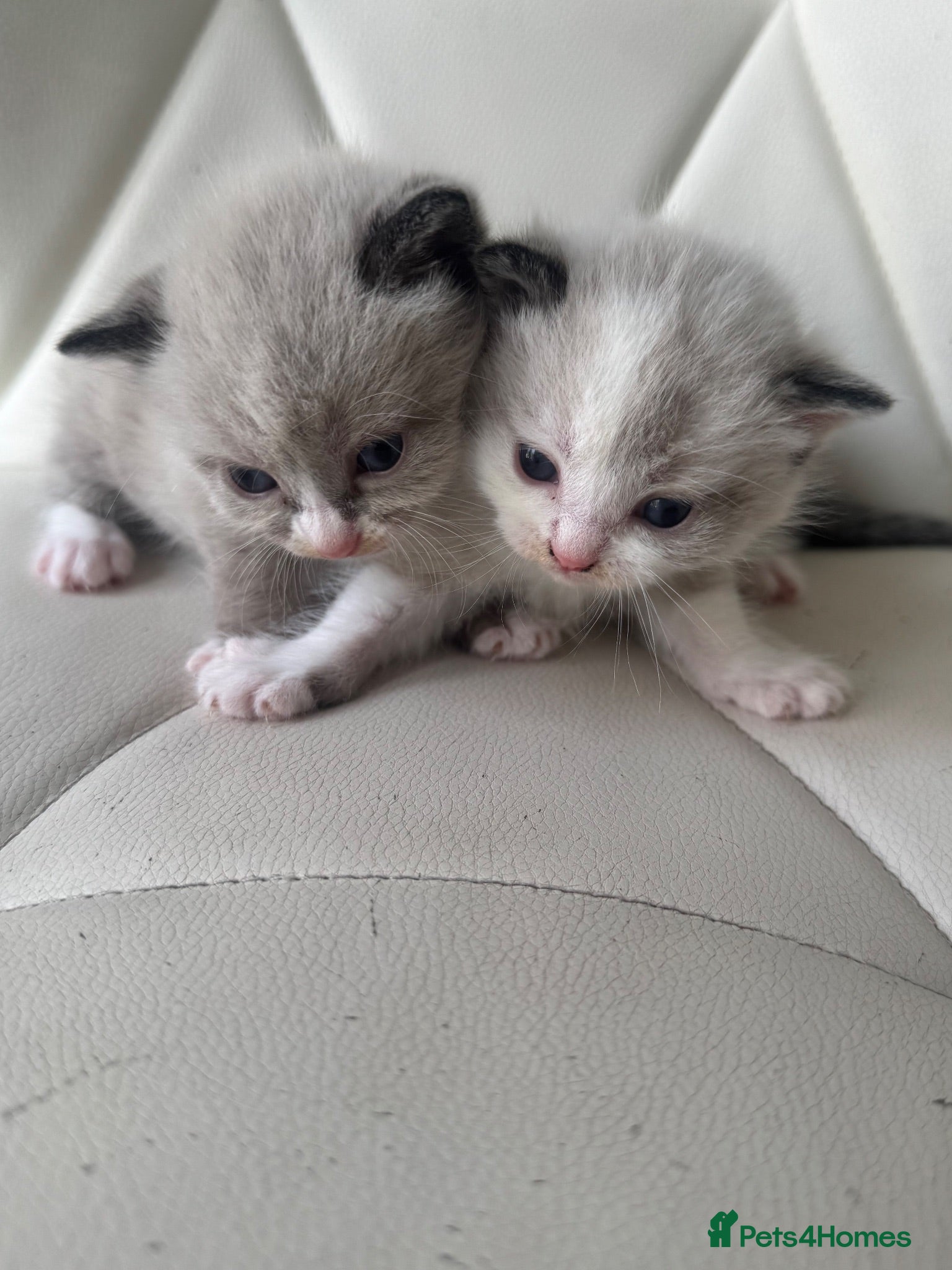 Mixed Breed cats Cute amazing kittens - Advert 1