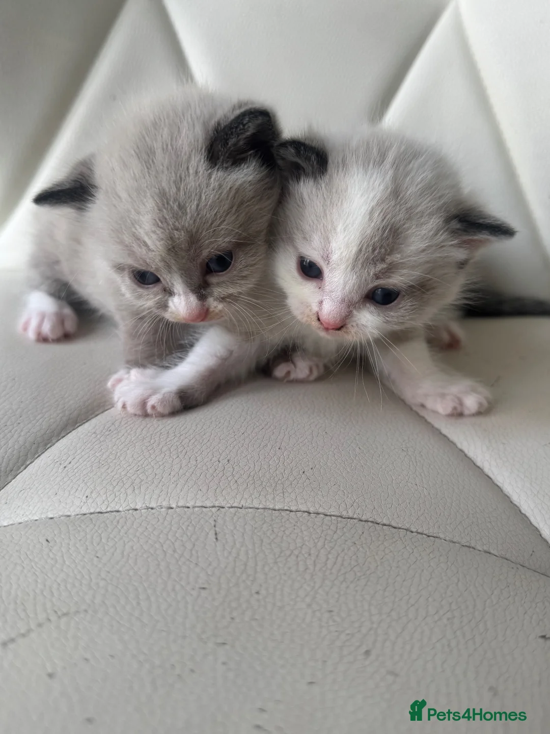 Mixed Breed cats for sale: Cute amazing kittens in Rugby - Advert 1