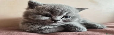 British Shorthair Blue Girl