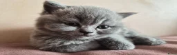 British Shorthair cats for sale: 3 British Shorthair Girls Lilac and Blue - Advert 15