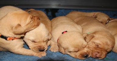 Labrador Retriever dogs - Advert 6