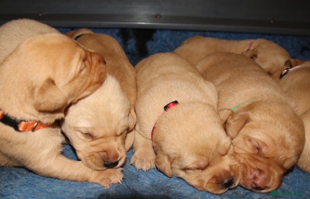 Labrador Retriever dogs for sale: Red Fox Labs : Health Checked-KC Reg-FTCH Pedigree - Image 2