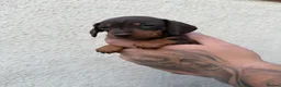 Miniature Dachshund dogs for sale: Stunning Miniature Dachshund pups  - Advert 19