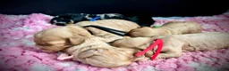 Cavapoo dogs for sale: 💙 Beautiful F1 cavapoo puppies 💞 - Advert 12