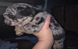 English Bulldog dogs for sale: Lovely little of English Bulldogs - Image 10