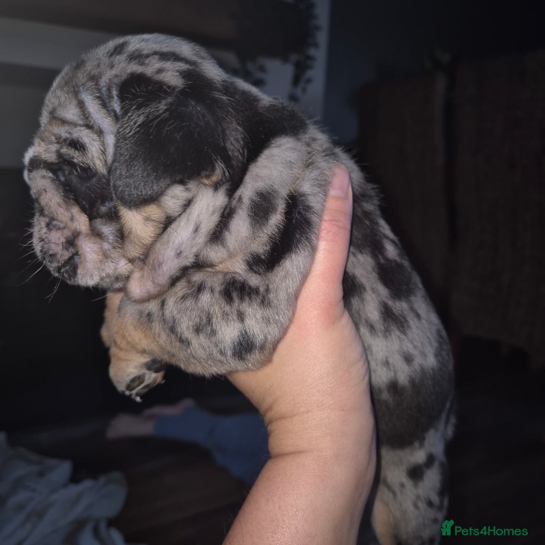English Bulldog dogs for sale: Lovely little of English Bulldogs - Image 10