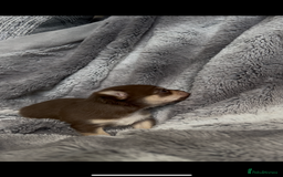 Chihuahua dogs for sale: Chocolate & tan female - Image 9