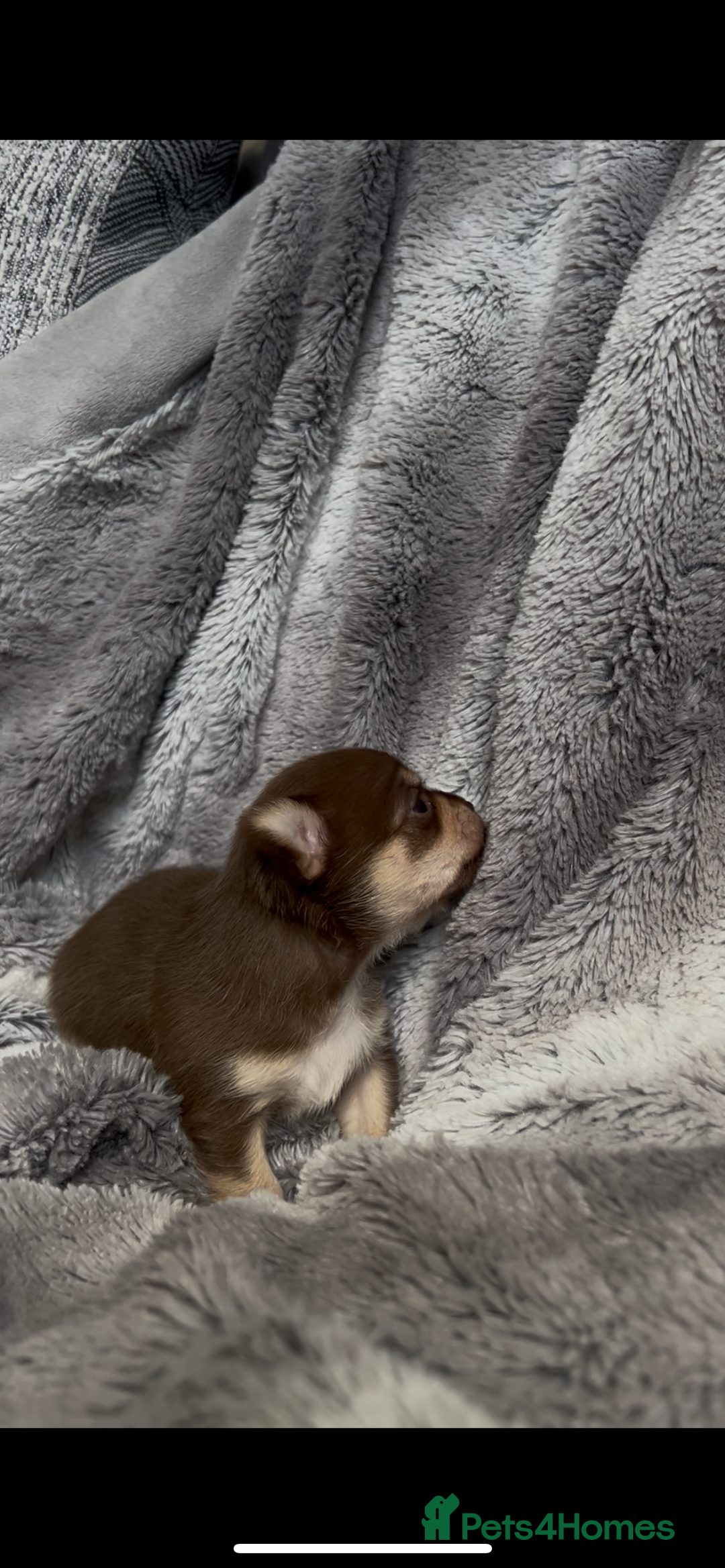 Chihuahua dogs for sale: Chocolate & tan female - Image 9
