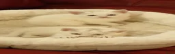 Mixed Breed cats for sale: 2 sweet snowballs  - Advert 3