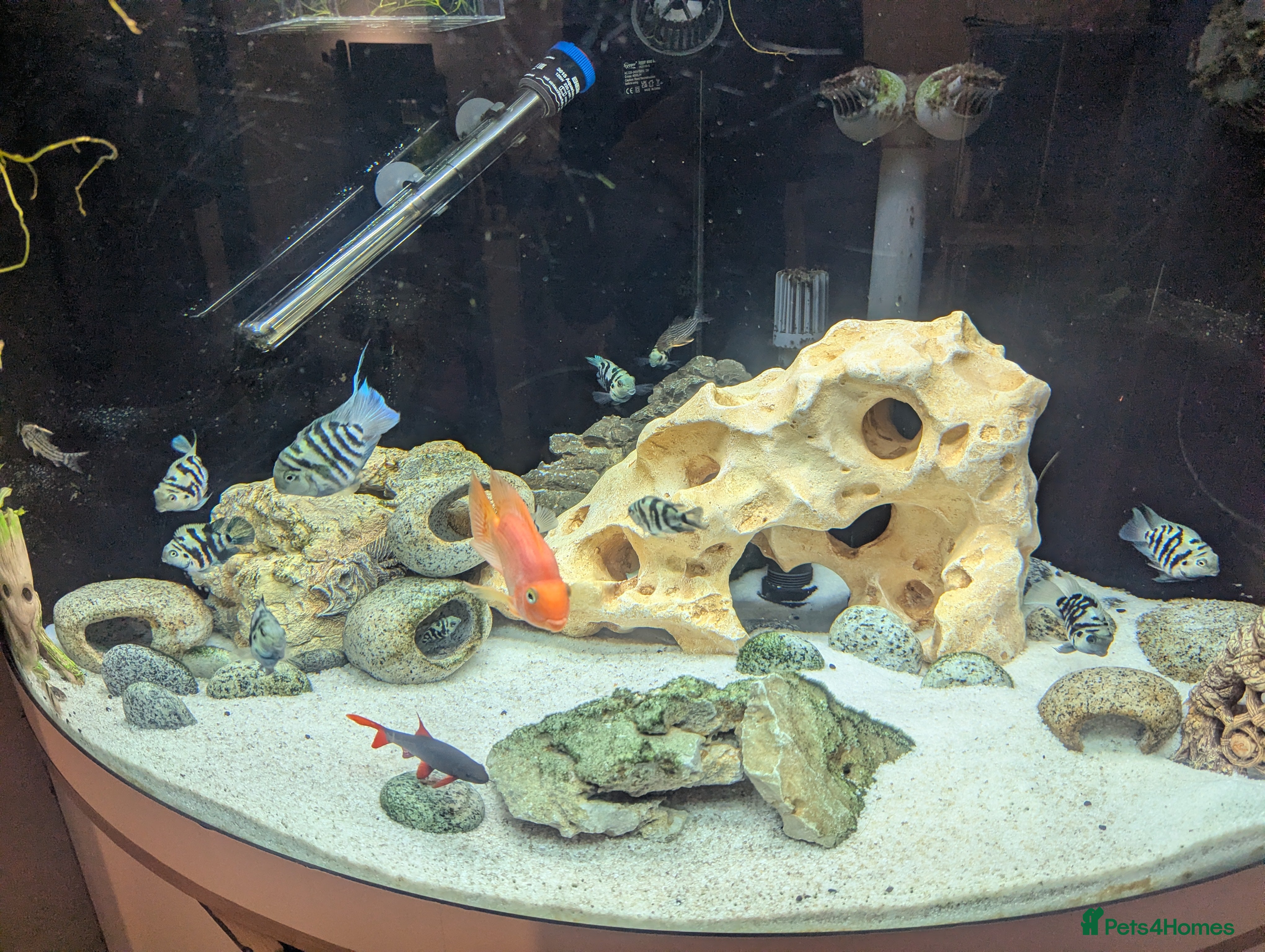 Cichlids fish Polar blue parrot fish  - Advert 9