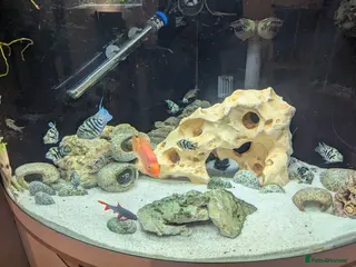 Cichlids fish Polar blue parrot fish - Advert 9