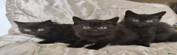 Mixed Breed cats for sale: British shorthair X - Advert 4