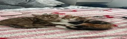 Mixed Breed cats for sale: Kittens for sale  in Ilkeston - Advert 7