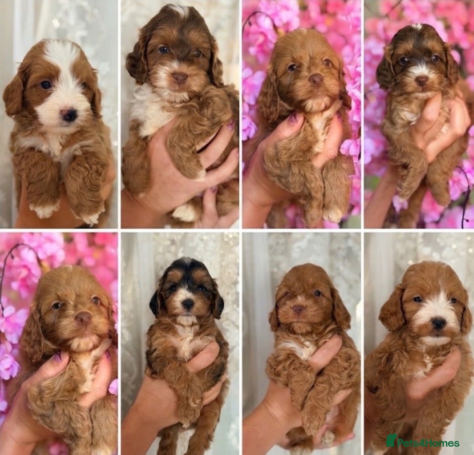 Cockapoo dogs F1 Fluffy Pancakes Litter Charming Babies  - Advert 1