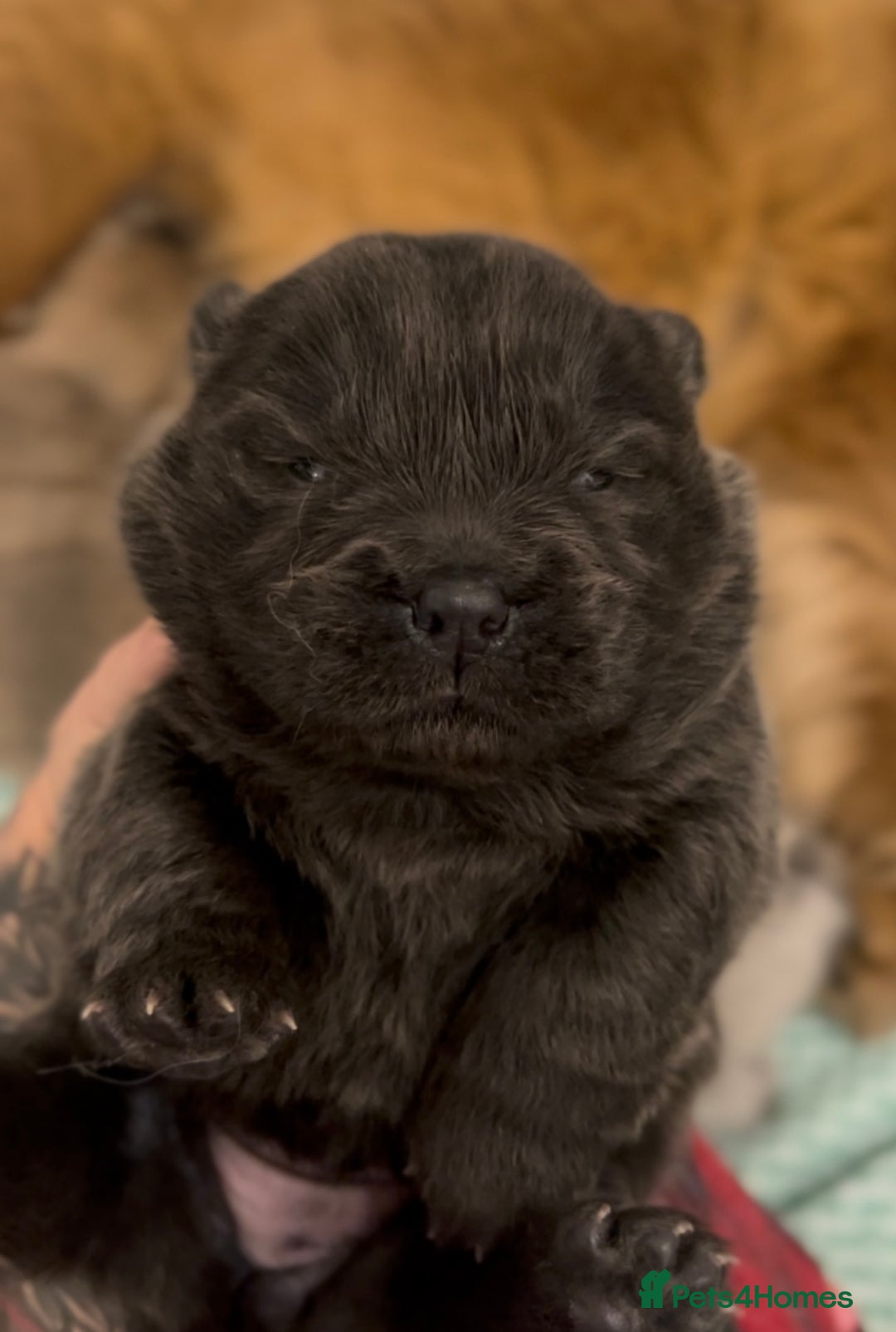 Chow Chow dogs for sale: Merle & blue bear faced Teddy chow chow puppies  - Advert 9