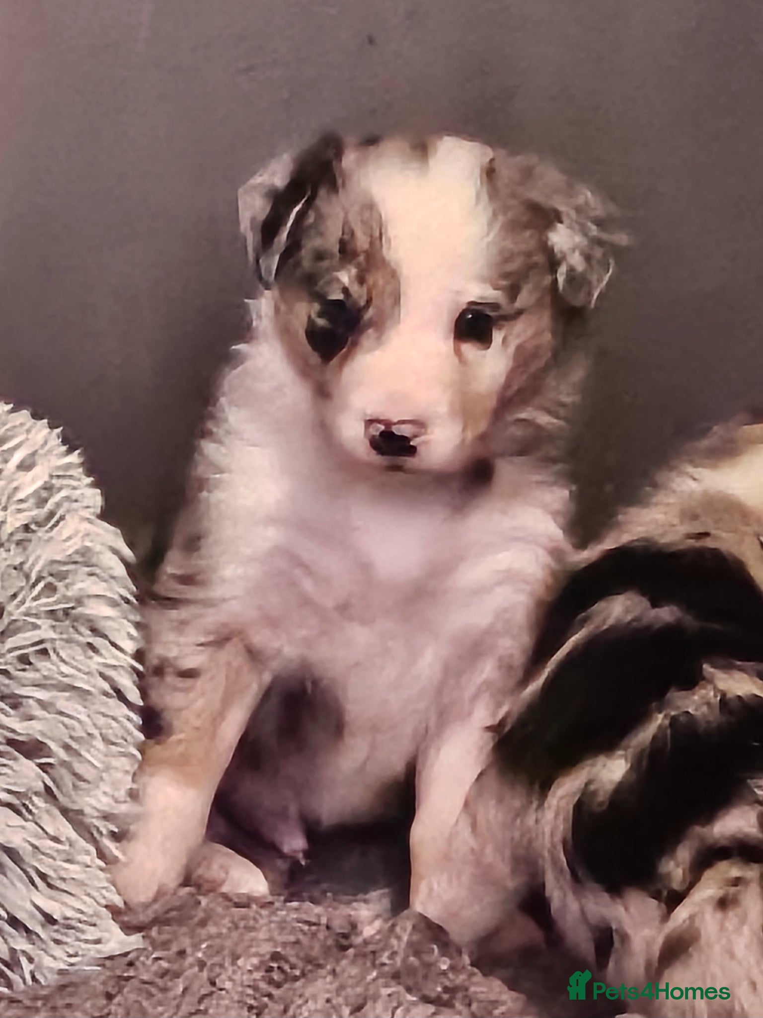 Border Collie dogs 🐾 Adorable Blue Merle Border Collie Puppies 🐾 - Advert 1